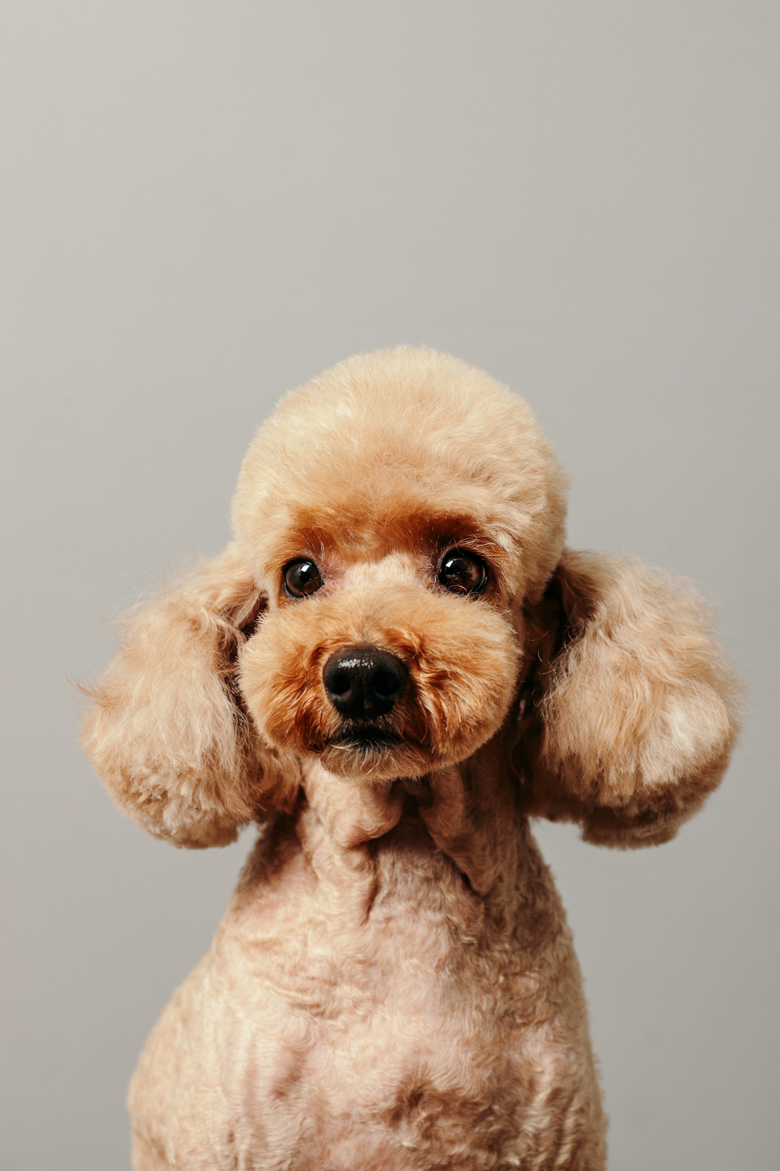A groomed apricot toy poodle with a rounded topknot, studio portrait